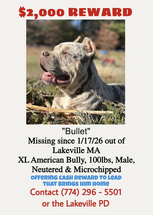 Owners Plead for Return of Missing Dog, Suspect Theft