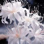 Alexandra Illmer Forsythe Death: American Computer Scientist’s Cause Of Death