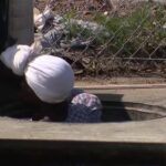 Hazmat Cleanup Underway After Woman Found Living in South Los Angeles Storm Drain
